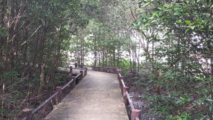 Можно прогуляться по мостам между деревьев, а внизу находится небольшое болотце