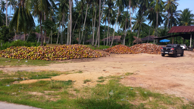 кокосовые плантации