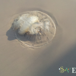 Нашествие больших медуз